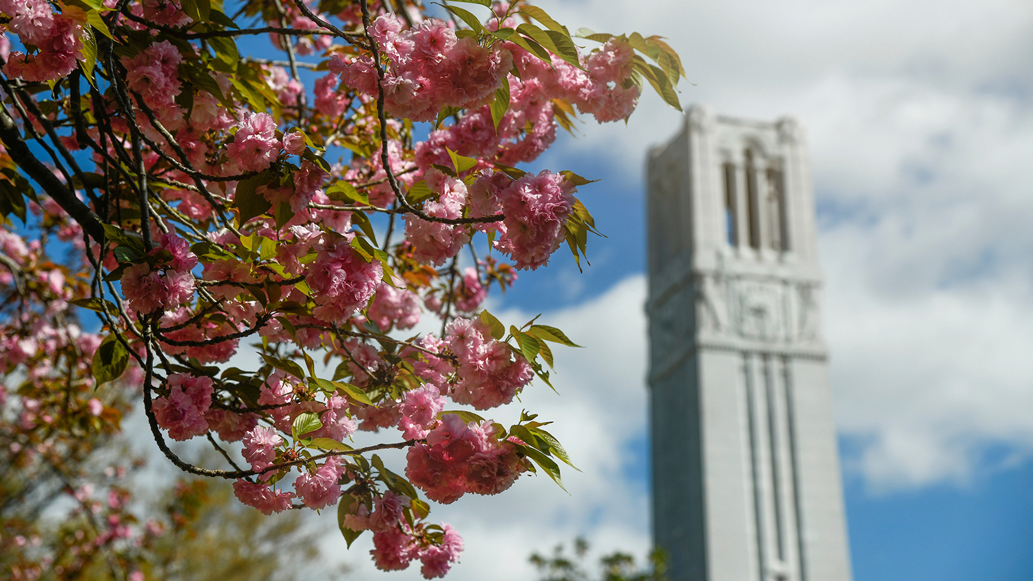 The Belltower framed by blooming trees in the spring. Photo by Marc Hall.