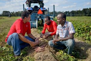 Three men picking sweet potatoes.